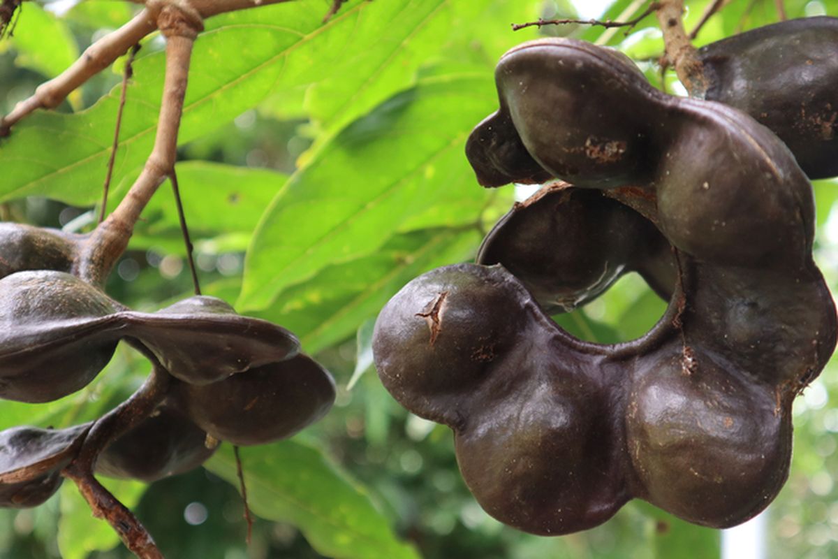 Ilustrasi buah jengkol, pohon jengkol. .