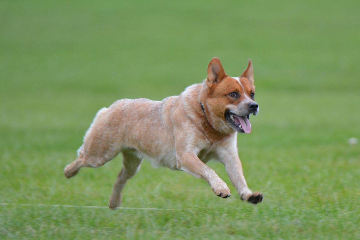 Ilustrasi ras anjing Australian cattle dog.