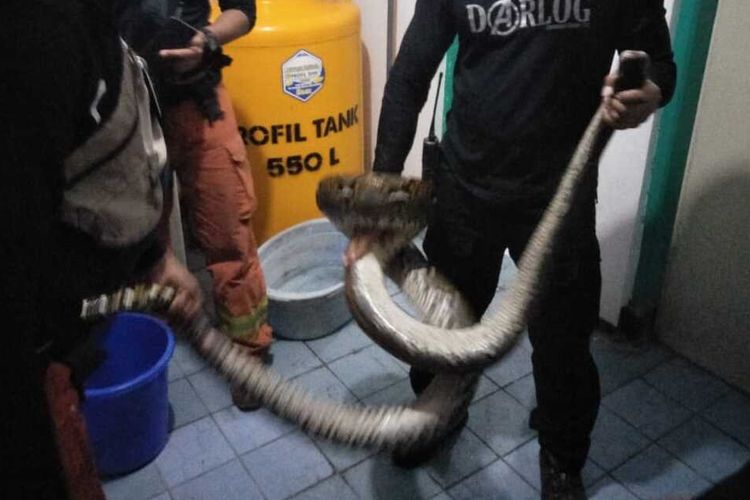 Petugas BPBD Dan Linmas Kota Surabaya mengamankan ular piton sepanjang 4 meter dari bak mandi rumah warga Surabaya, Jumat (3/1/2020) malam.