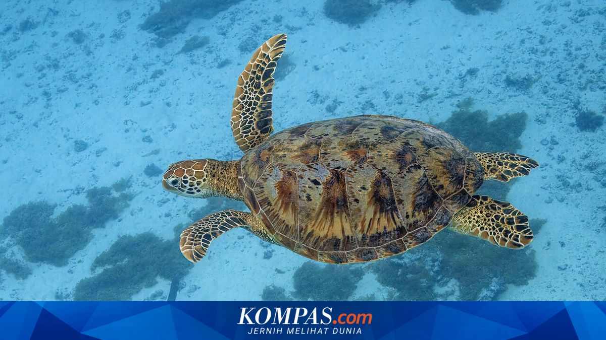 Kasus WNA Berburu Penyu di Raja Ampat, Kini Diproses Hukum