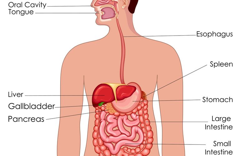 Organ sistem respirasi yang melindungi agar makanan yang kita makan tidak masuk ke saluran pernapasa