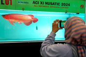 Teten Masduki Sebut Total Nilai Ekspor Ikan Hias Indonesia Tahun 2022 Capai 36,4 Juta Dollar AS 