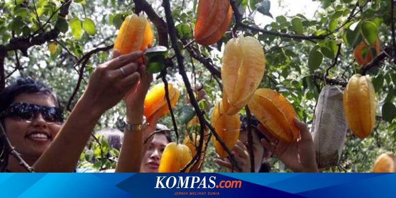 Taman Buah Mekarsari Kembali Dibuka