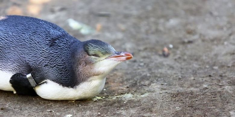 Penguin bermata kuning khas Selandia Baru yang dirawat di rumah sakit mengalami beragam kondisi, dari kelaparan hingga cedera.