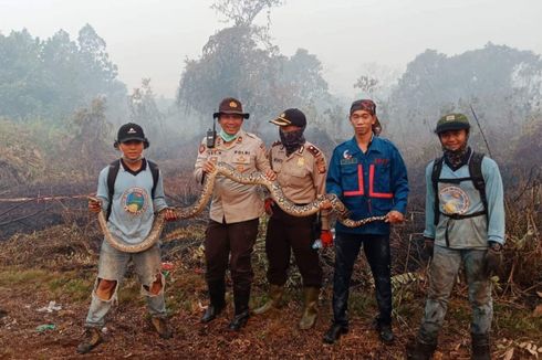 Padamkan Karhutla, Petugas Damkar Temukan Ular Piton Sepanjang 3 Meter