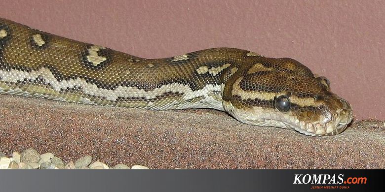 Kode Alam Kelelawar Masuk Rumah Siang Hari - Plaza Indo