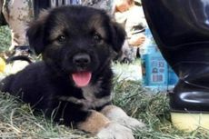 Anak Anjing Menjadi Simbol Harapan Usai Ledakan Tianjin China