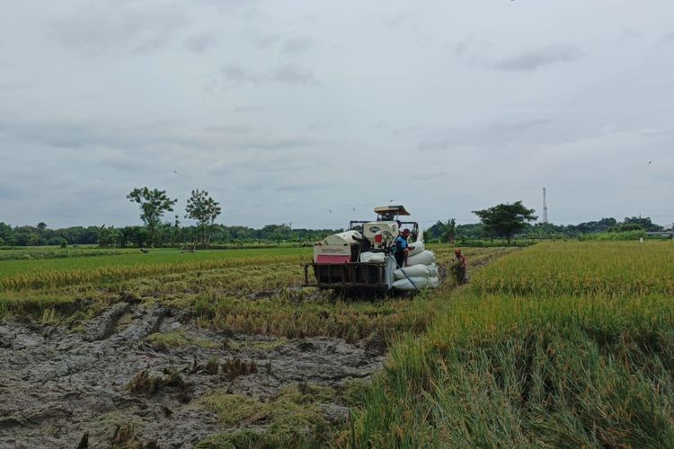 Sawah Masuk LSD, Apakah Boleh Dibangun? Ini Aturannya