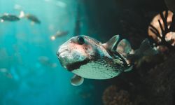 Apakah Ikan Bisa Tenggelam? Ini Penjelasan Ilmiahnya