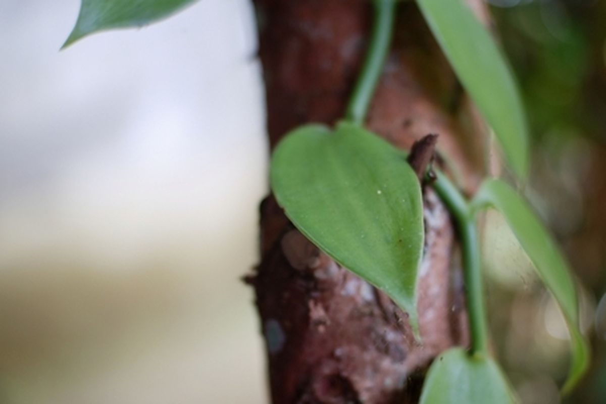 Ilustrasi tanaman vanili