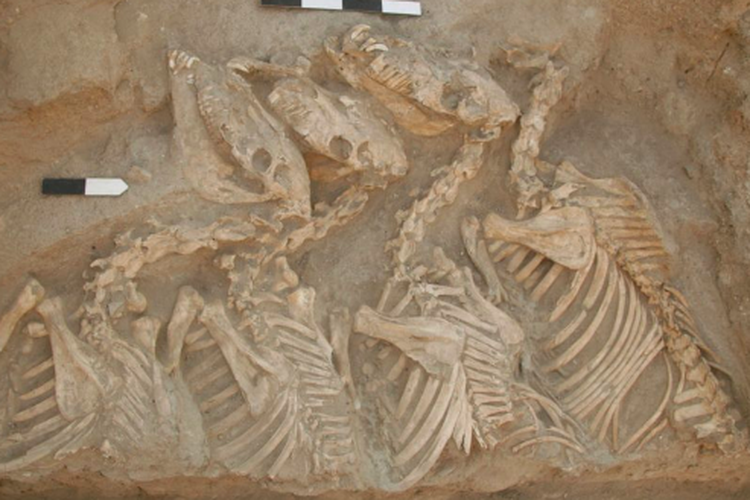 Tulang-tulang hewan yang diduga kunga