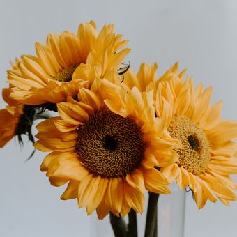 Ilustrasi bunga matahari di dalam vas.