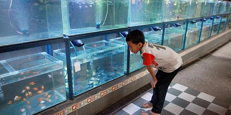 Berbagai jenis ikan hias ditawarkan kepada pengunjung di Akuarium Resto Pendekar Gurame, Bekasi.