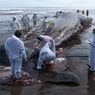 Third Massive Whale in a Month Beaches Itself, Dies in Bali