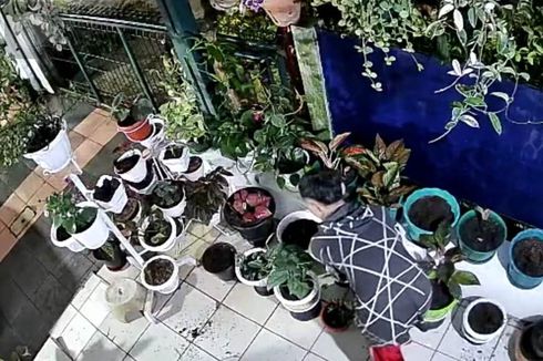 47 Aglonema Raib Digondol Pencuri, Nenek Asal Cianjur Ini Mengaku Rugi Rp 10 Juta