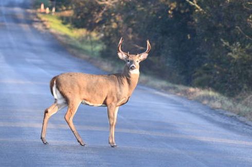 Rusa Jadi Ancaman di Beberapa Negara Bagian AS, Tewaskan Ratusan Orang