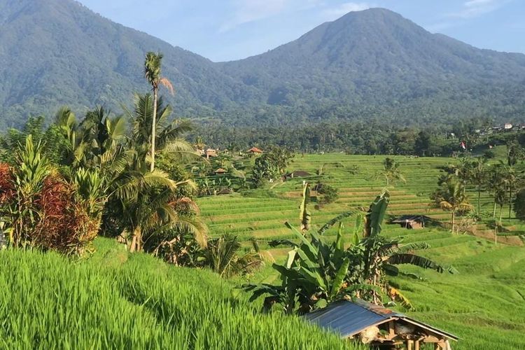 Pemandangan sawah di Jatiluwih, Kabupaten Tabanan. 