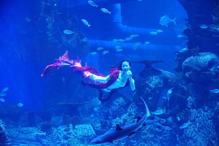 Pertunjukan mermaid di Jakarta Aquarium & Safari.