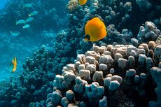 Dampak Coral Bleaching dan Penyelamatannya
