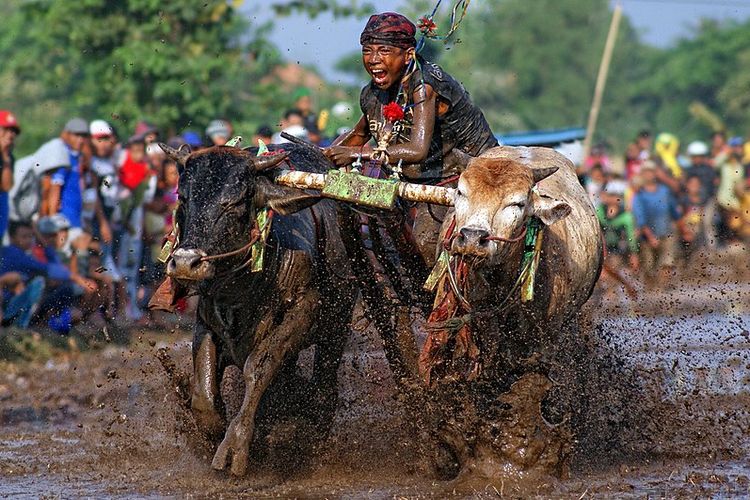 Karapan Sapi, merupakan salah satu ragam olah raga warisan budaya Indonesia