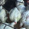 Bertemu Peternak Bahas Anjloknya Harga Ayam, Menko Airlangga Janji Akan Benahi Perunggasan