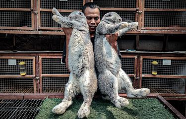 Menengok Peternakan Kelinci German Giant di Lembang, Kelinci ...