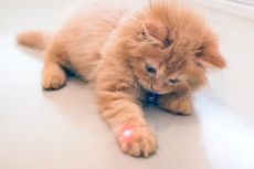Apakah Mainan Laser Aman bagi Kucing?