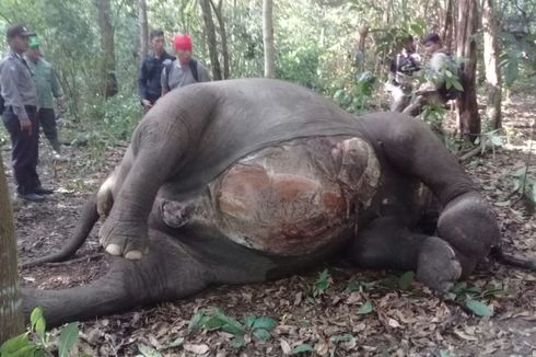 Ada 5 Peluru pada Bangkai Gajah di Way Kambas