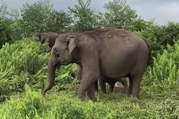 Polda Riau menetapkan 15 tersangka kasus gajah sumatera mati tanpa kepala di Riau. Gading seberat 7,6 kg dijual Rp 125 juta.