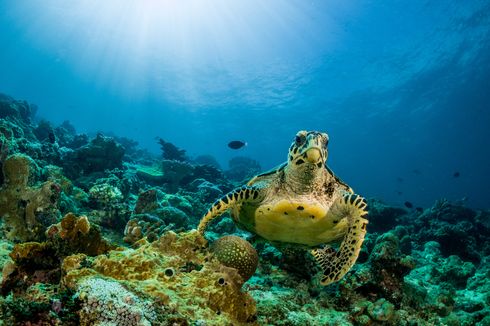 Serba Serbi Hewan: 5 Binatang yang Bisa Menahan Napas Paling Lama