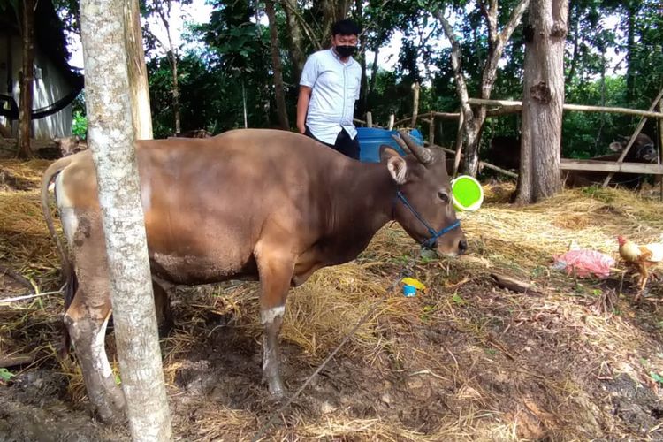 Sapi sapi Nurhayati ditempatkan di tanah kosong di Nunukan Selatan. Adanya wabah PMK membuat harga sapi naik, Nurhayati juga tidak mampu memenuhi pemesanan pelanggan tetapnya