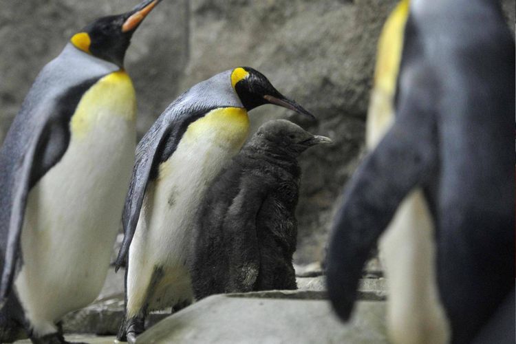 Kebun Binatang Calgary di Alberta, Kanada, telah memindahkan penguin raja ke dalam ruangan