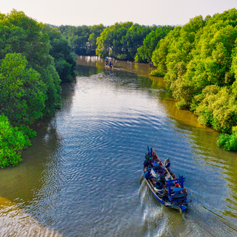 Ilustrasi tanaman mangrove