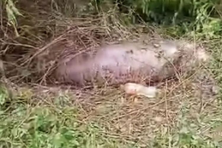 Ular jenis Piton Burma tergeletak mati setelah perutnya pecah karena memakan sapi di Phitsanulok, Thailand.