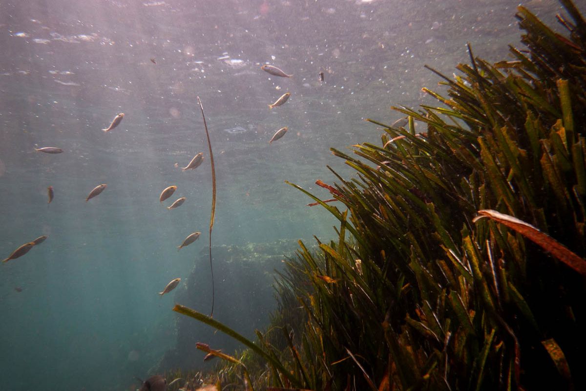 Lamun Posidonia oceanica di Laut Mediterania terancam pariwisata massal. Jangkar kapal bisa menghancurkan simpanan karbon ribuan tahun.