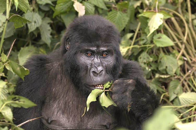 Ilustrasi gorila makan, gorila gunung makan daun. Gorila makan tumbuh-tumbuhan, buah, bahkan serangga juga kadang menjadi makanan untuk mencukupi kebutuhan protein mereka.