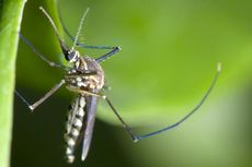 25 April Hari Malaria Sedunia, Indonesia Pernah Jadi Eksportir Obatnya ke Afrika