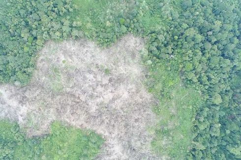 Kasus Perambahan 35 Hektar Hutan Suaka Margasatwa Pasaman, Polisi Belum Terima Laporan