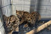 Jual Kucing Kuwuk lewat Jalur Darat, Pria di Sumatera Utara Ditangkap