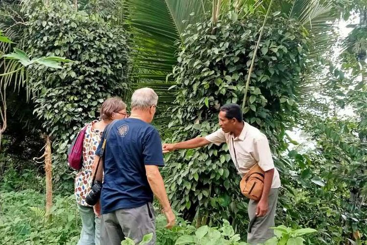 Turis asing asal Perancis tour rempah-rempah di perkebunan warga kampung Pajoreja, Desa Ululoga, Kecamatan Mauponggo, Kabupaten Nagekeo, Flores, NTT, Kamis, (22/9/2022).