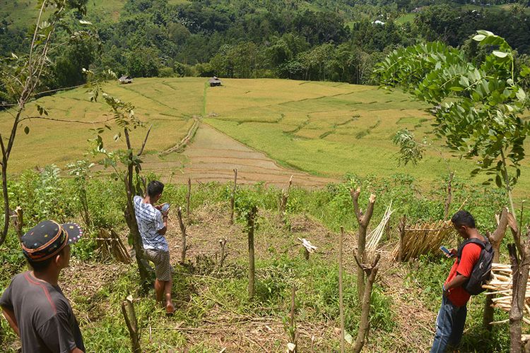 Persawahan Lingko Marang berbentuk Jaring Laba-Laba di Kampung Tado, Desa Ranggu, Kecamatan Kuwus Barat, Flores, NTT, Minggu, (31/3/2019). Ini merupakan salah satu destinasi wisata alam di Lembah Ranggu-Kolang Flores Barat.  