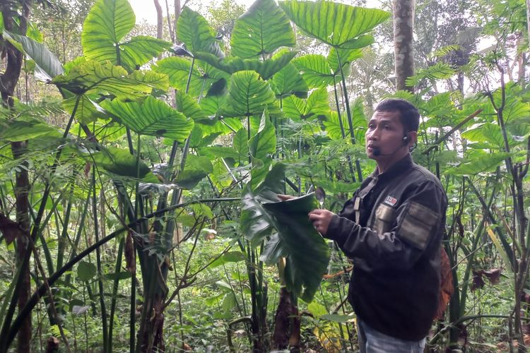 Warga menunjukkann umbi surinama sejenis talas ini pada zaman dahulu digunakan sebagai makanan pokok pengganti beras saat paceklik alias kekurangan pangan di Desa Gunung Wangi, Kaligesing, Purworejo, Jawa Tengah.
