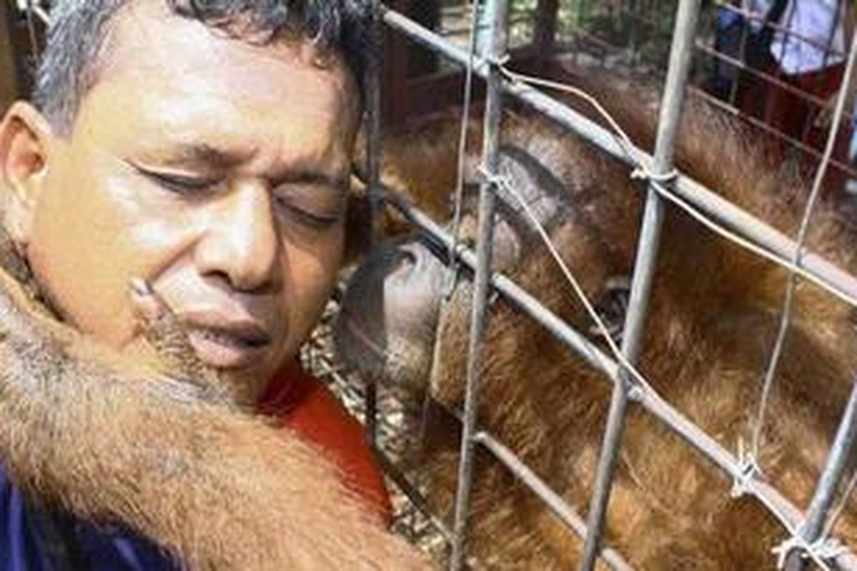 A female orangutan kisses her owner goodbye as she is seized by Natural Resource Conservation Agency officials in Aso Nangroe village, Aceh province, April 28, 2011. The orangutan has been with the owner for 3 months after she was caught by villagers, who passed her to him.