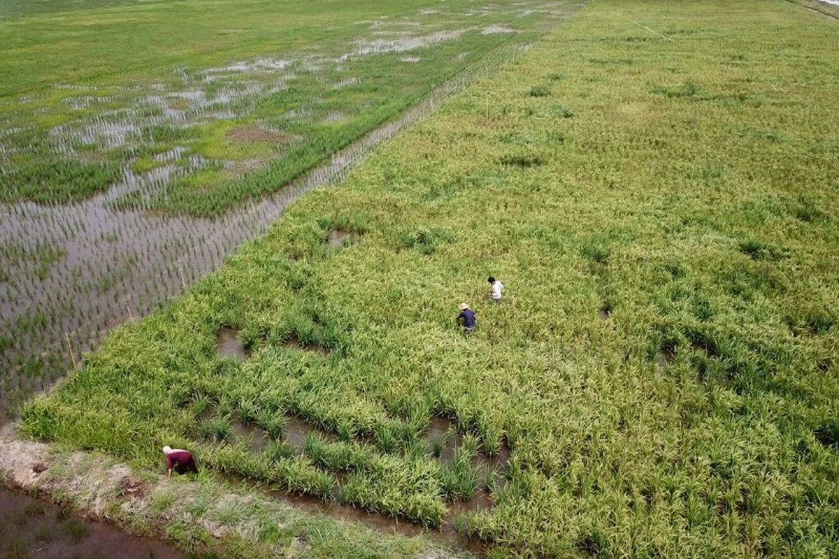 Lahan yang digunakan sebagai Food Estate di Kalimantan Tengah. 