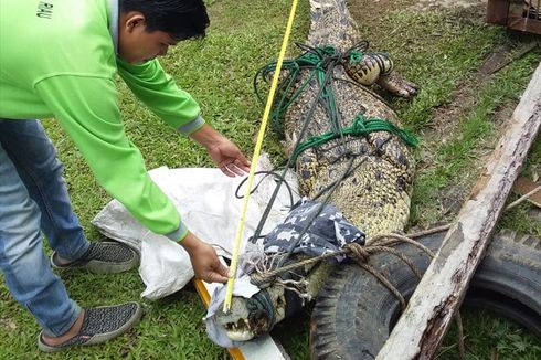 Buaya Muara 3,5 Meter yang Berkeliaran di Danau Wisata Riau Ditangkap 