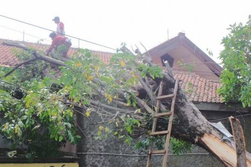 Pohon Tumbang Timpa Atap SMP 20 Bulak Rantai