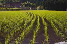 3 Sistem Irigasi di Sawah untuk Menunjang Pertumbuhan Padi