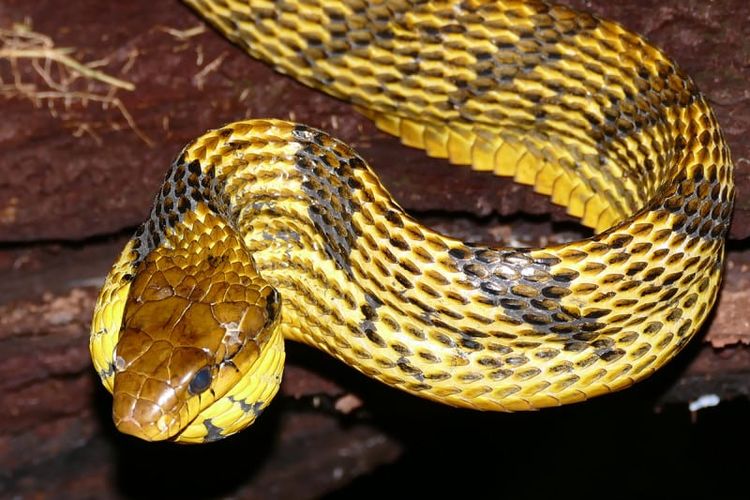 Amazon puffing snake atau Spilotes sulphurous berevolusi agar memiliki dua racun dengan sifat berbeda dalam sekali gigitan.