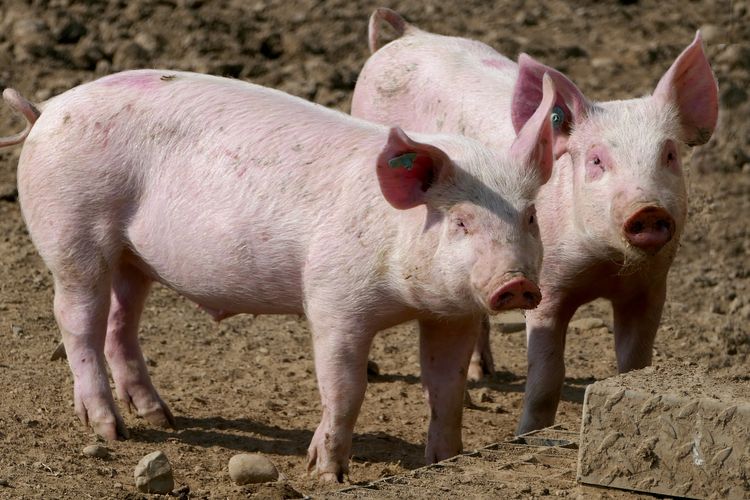 Dua babi yang sedang ada di peternakan. 