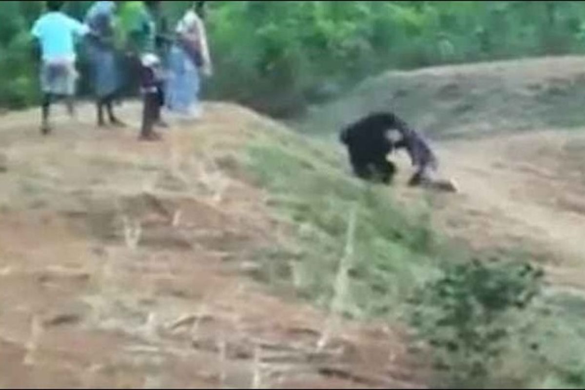 Seekor beruang tampak mencengkeram dan menyerang seorang pria disaksikan sejumlah warga.